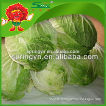 Fresh Napa Cabbage